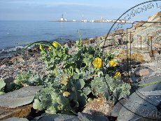 Мачок желтый 001